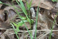 Carex caroliniana