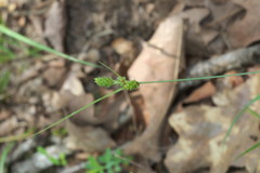 Carex caroliniana