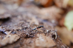 Xoridinae