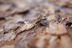 Xoridinae