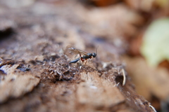 Xoridinae