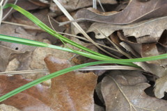 Carex complanata