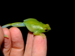 Sphaenorhynchus lacteus