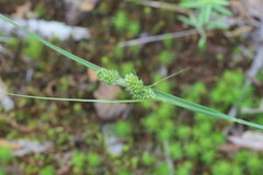 Carex complanata
