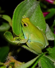 Sphaenorhynchus lacteus