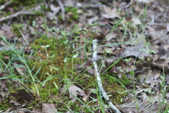 Dichanthelium aciculare
