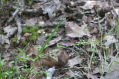 Dichanthelium aciculare