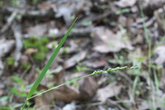 Dichanthelium aciculare