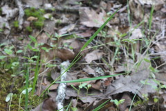 Dichanthelium aciculare