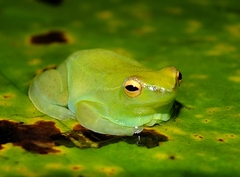 Sphaenorhynchus lacteus