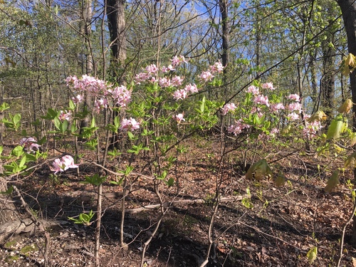Rhododendron periclymenoides