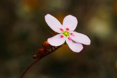 Drosera spilos