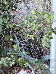 Sciurus niger