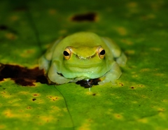 Sphaenorhynchus lacteus