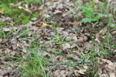 Dichanthelium aciculare