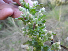 Apogonalia fraterna