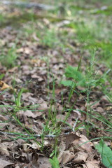 Dichanthelium aciculare