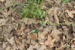 Dichanthelium aciculare