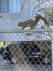 Sciurus niger