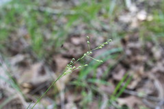 Dichanthelium aciculare