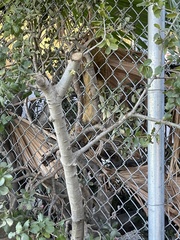 Sciurus niger