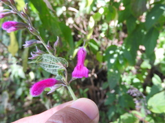 Salvia curviflora