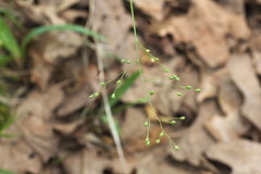 Dichanthelium aciculare