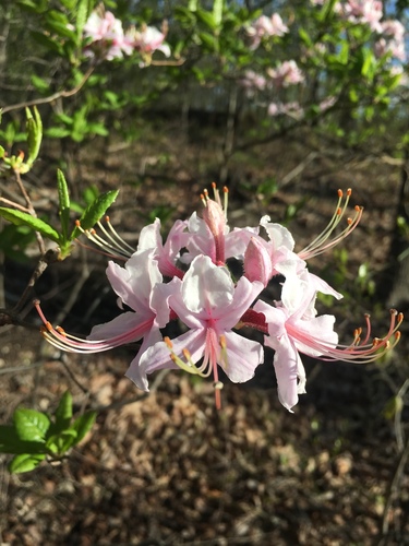Rhododendron periclymenoides
