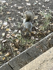Sciurus niger