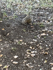 Sciurus niger