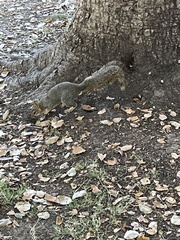 Sciurus niger