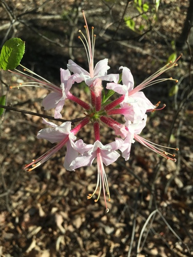 Rhododendron periclymenoides