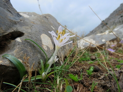 Colchicum pusillum