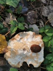 Leucopaxillus tricolor