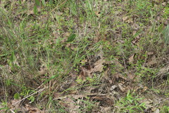 Dichanthelium neuranthum