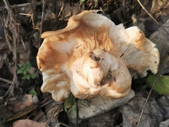 Leucopaxillus tricolor