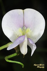 Vigna unguiculata sesquipedalis