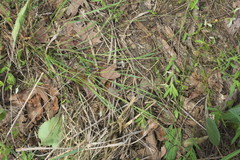 Dichanthelium neuranthum