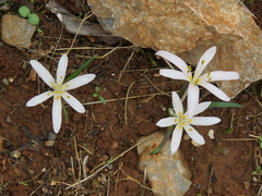 Colchicum pusillum