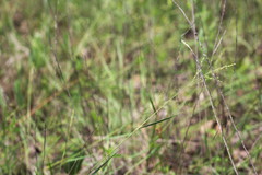 Dichanthelium neuranthum