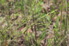 Dichanthelium neuranthum