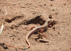 Longtail Whiptail photo 5
