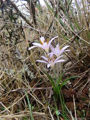 Colchicum pusillum