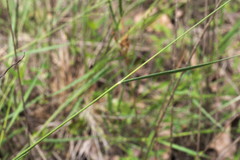 Dichanthelium neuranthum