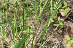 Dichanthelium neuranthum