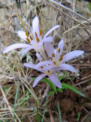 Colchicum pusillum