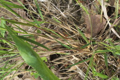 Dichanthelium neuranthum