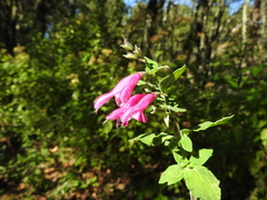Salvia curviflora