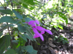 Salvia curviflora
