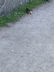 Sciurus niger